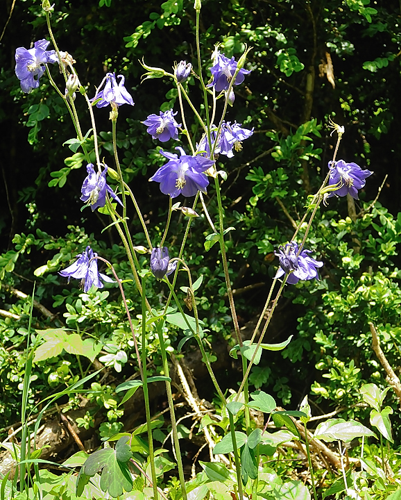 Coulmes-20110603-11-DSCN3173.jpg - quelques ancolies