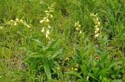 Coulmes-20110603-06-DSCN3166