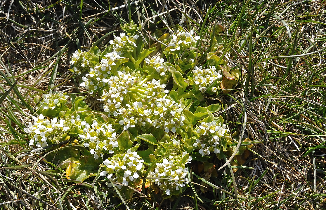 Islande-11-06-08-005-DSCN3275.jpg - jour 2 (Latrabjarg - Isafjordur) : si qulqu'un connait cette fleur je suis interessee