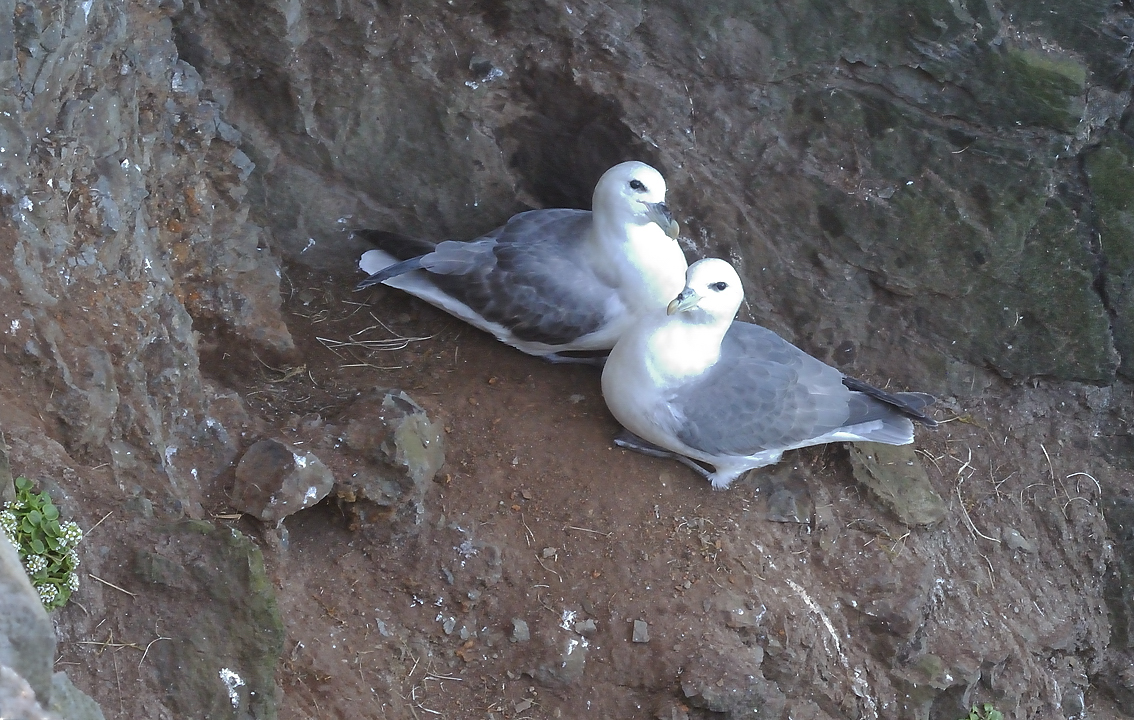 Islande-11-06-08-006-DSCN3276.jpg - jour 2 (Latrabjarg - Isafjordur) : mouettes et guillemots sur la falaise de Latrabjarg