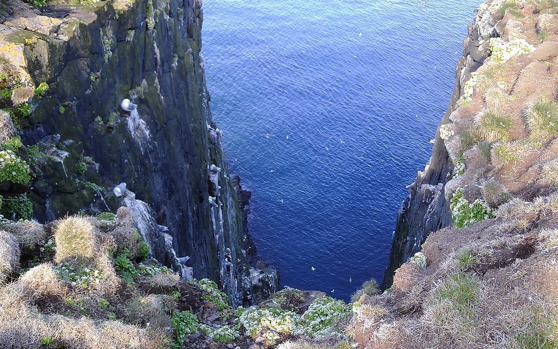 Islande-11-06-08-010-DSCN3282.jpg - jour 2 (Latrabjarg - Isafjordur) : vue sur la mer a partir du haut de la falaise de Latrabjarg