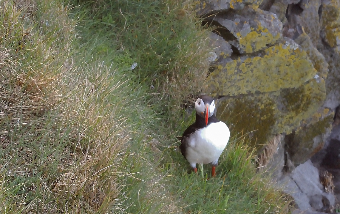 Islande-11-06-08-015-DSCN3291.jpg - jour 2 (Latrabjarg - Isafjordur) : un seul macareux aujourd'hui sur la falaise, les autres volent au niveau de la mer