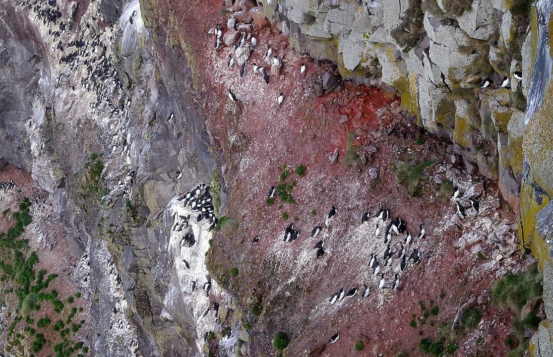 Islande-11-06-08-019-DSCN3295.jpg - jour 2 (Latrabjarg - Isafjordur) :