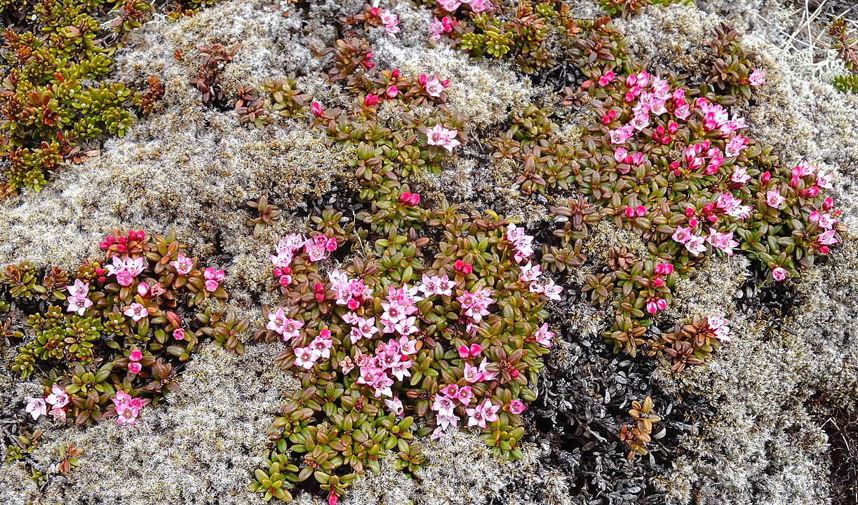 Islande-11-06-08-059-DSCN3339.jpg - jour 2 (Latrabjarg - Isafjordur) : pas vraiment sur ce que c'est mais peut-etre une azalee couchee (en fait une ericacee) ?