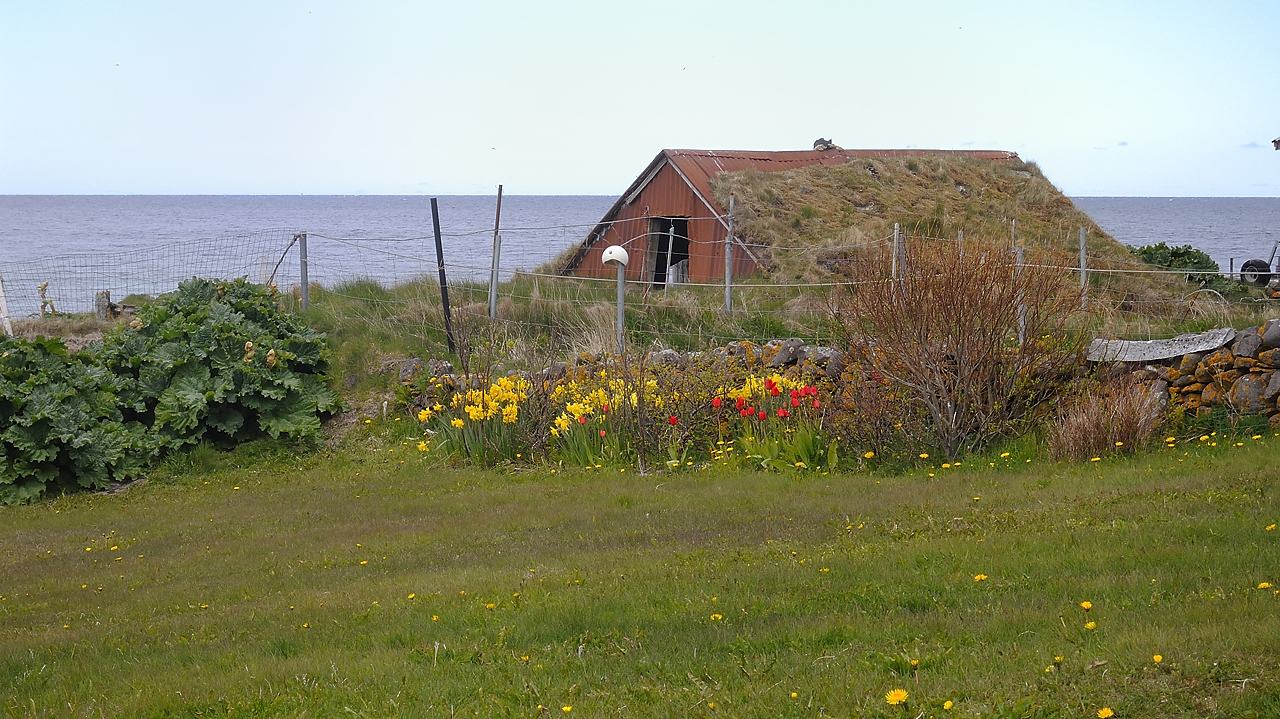 Islande-11-06-08-072-DSCN3354.jpg - jour 2 (Latrabjarg - Isafjordur) :  ici c'est encore tulipes et jonquilles