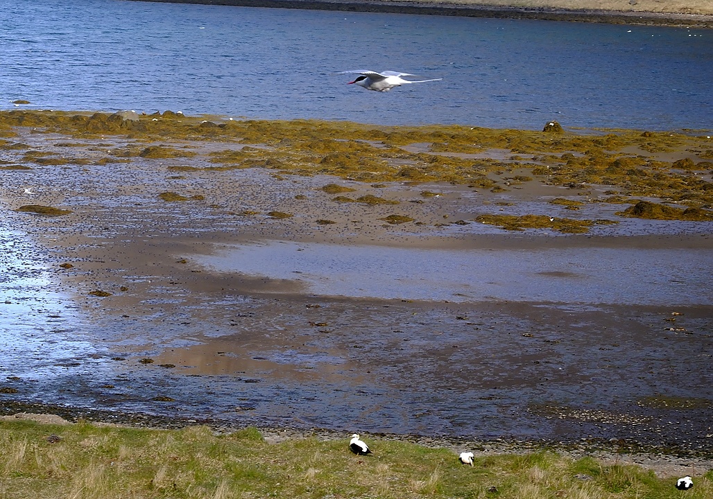 Islande-11-06-08-097-DSCN3379.jpg - jour 2 (Latrabjarg - Isafjordur) : Eiders et Sternes apres Bildudalur