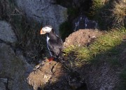 Islande-11-06-08-021-DSCN3297