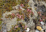 Islande-11-06-08-057-DSCN3337