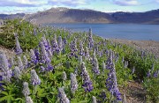 Islande-11-06-08-086-DSCN3368