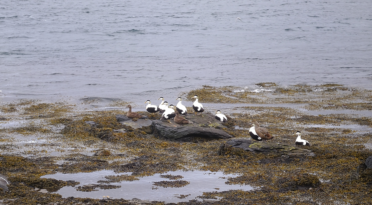 Islande-11-06-09-030-DSCN3427.jpg - jour 3 (Isafjordur - Holmavik) : dans une zone de nidification (breeding area) - les Eiders ne se laissent pas approcher