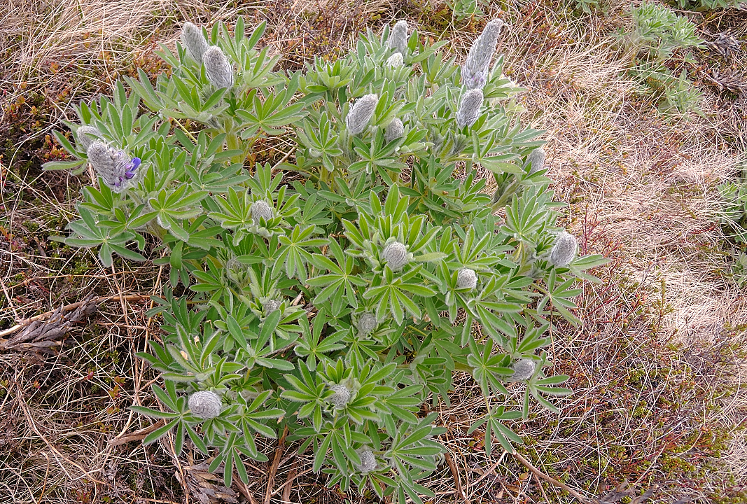 Islande-11-06-09-038-DSCN3435.jpg - jour 3 (Isafjordur - Holmavik) : promenade autour de Holmavik : lupins