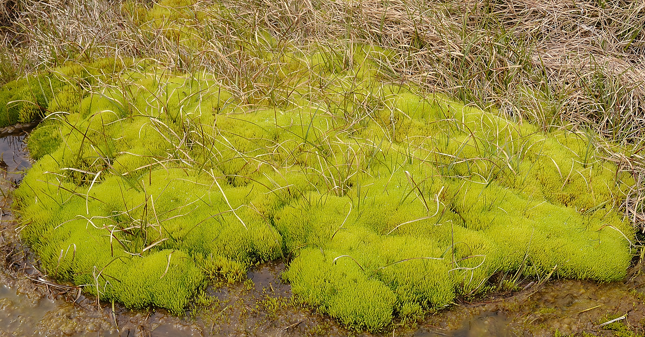 Islande-11-06-10-035-DSCN3482.jpg - jour 4 (Holmavik - Ondverdarnes sur Snaefellsnes) : partout ou il ya de l'eau la mousse est bien verte (philonotis fontana ?)