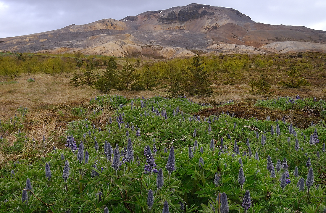 Islande-11-06-10-039-DSCN3486.jpg - jour 4 (Holmavik - Ondverdarnes sur Snaefellsnes) : foret et lupin vers le Altafjordur un peu avant Stykkisholmur