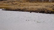 Islande-11-06-10-001-DSCN3448