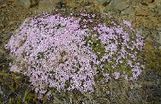 Islande-11-06-10-025-DSCN3472