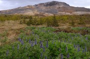 Islande-11-06-10-039-DSCN3486