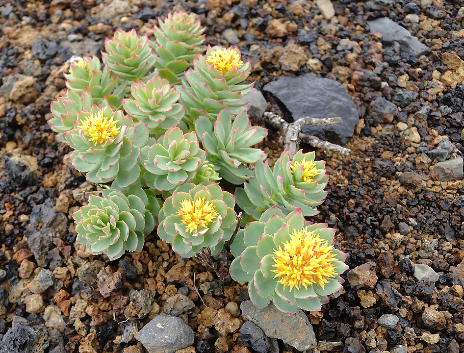 Islande-11-06-11-038-DSCN3553.jpg - jour 5 (Ondverdarnes -Husafell)  : promenade entre Arnastapi et Hellnar -- rhodiola rosea (orpin rose)