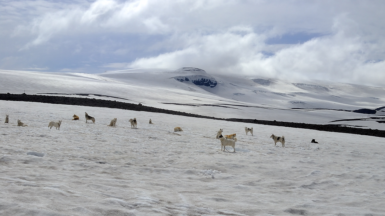 Islande-11-06-12-025-DSCN3609.jpg - jour 6 (Husafell - Retour a Reykjavik) : chien de traineau au bout de la route au pied du Langjokull
