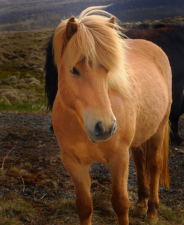 Islande-11-06-12-087-DSCN3674.jpg - jour 6 (Husafell - Retour a Reykjavik) --- chevaux islandais avec leur magnifique criniere
