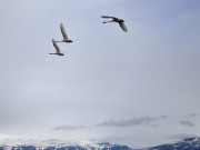Islande-11-06-12-036-DSCN3620