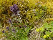 Islande-11-06-12-064-DSCN3651