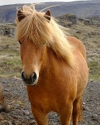 Islande-11-06-12-086-DSCN3673