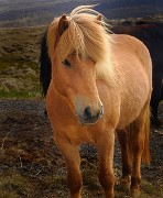 Islande-11-06-12-087-DSCN3674