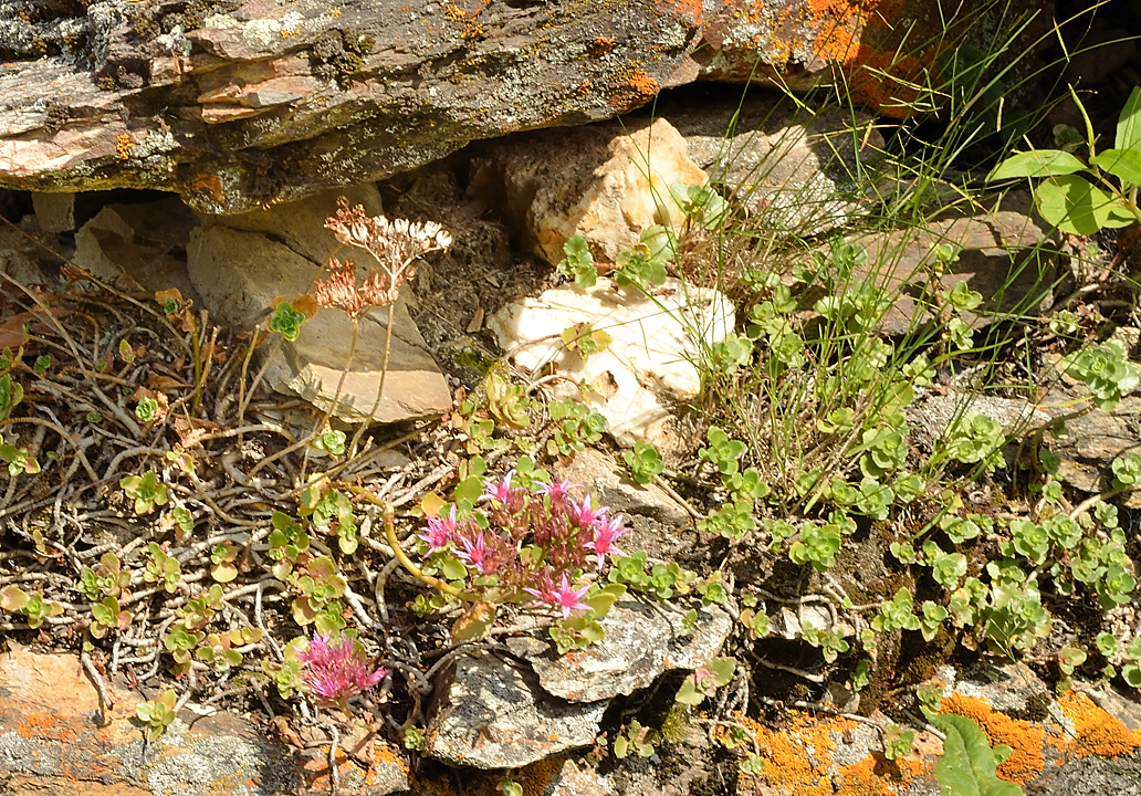 Georgie-J04--2011-08-07-23-BaladeUshba.jpg - Balade à pied au pied du Mont Ushba : des saxifrages