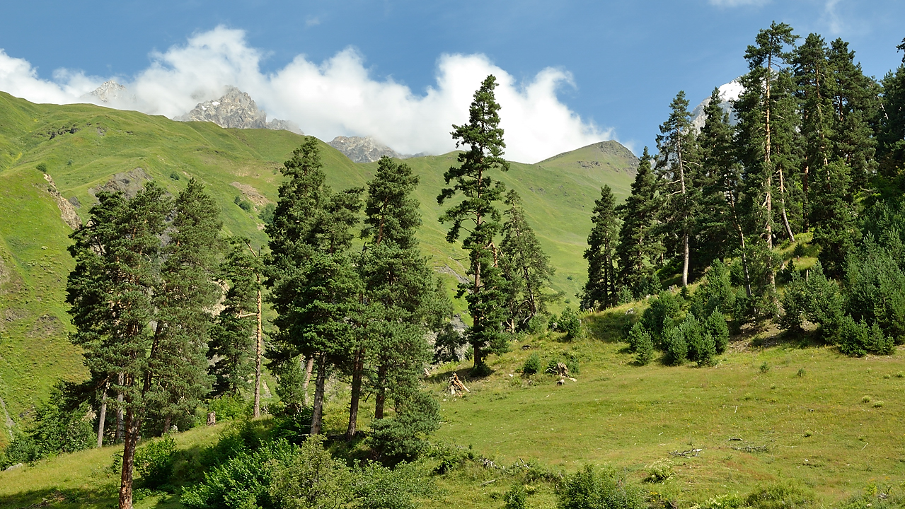 Georgie-J04--2011-08-07-29-BaladeUshba.jpg - Balade à pied au pied du Mont Ushba : les sapins du Caucase