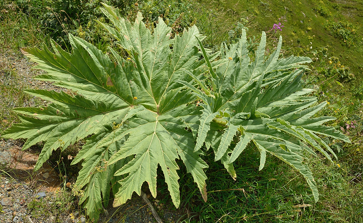 Georgie-J04--2011-08-07-41-BaladeUshba.jpg - Balade à pied au pied du Mont Ushba : des feuilles gigantesques, je n'ai rien trouvéde semblable dans mes bouquins