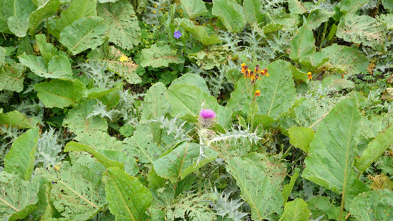 Georgie-J04--2011-08-07-51-BaladeUshba.jpg - Balade à pied au pied du Mont Ushba : chardons, rhubarbe des moines et autres mauvaises herbes