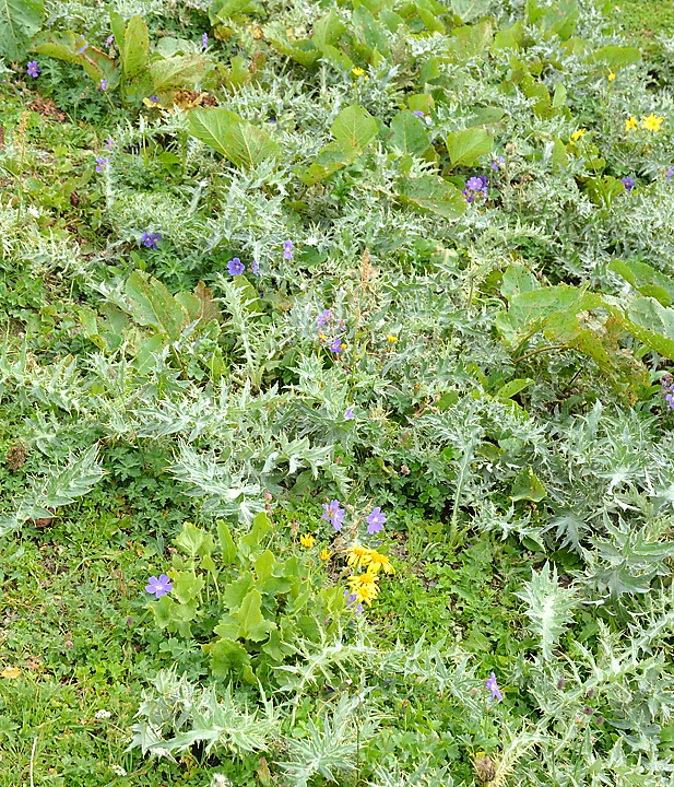Georgie-J04--2011-08-07-52-BaladeUshba.jpg - Balade à pied au pied du Mont Ushba : chardons, rhubarbe des moines et autres mauvaises herbes