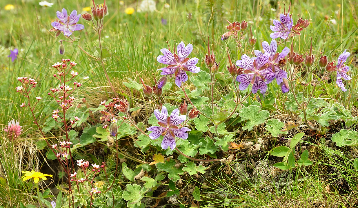 Georgie-J04--2011-08-07-56-BaladeUshba.jpg - Balade à pied au pied du Mont Ushba : une sorte de géranium, on dirait