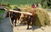 Georgie-J04--2011-08-07-14-BaladeUshba