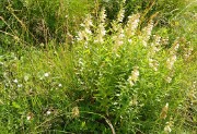 Georgie-J04--2011-08-07-38-BaladeUshba