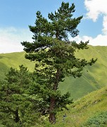 Georgie-J04--2011-08-07-39-BaladeUshba
