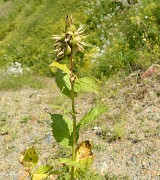 Georgie-J04--2011-08-07-42-BaladeUshba