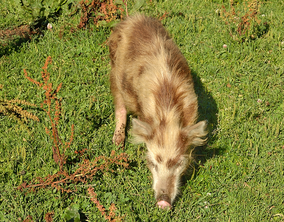 Georgie-J07--2011-08-10-14-BaladeUshguli.jpg - Un petit tour de Ushguli le matin avant de partir : partout des cochons en liberté