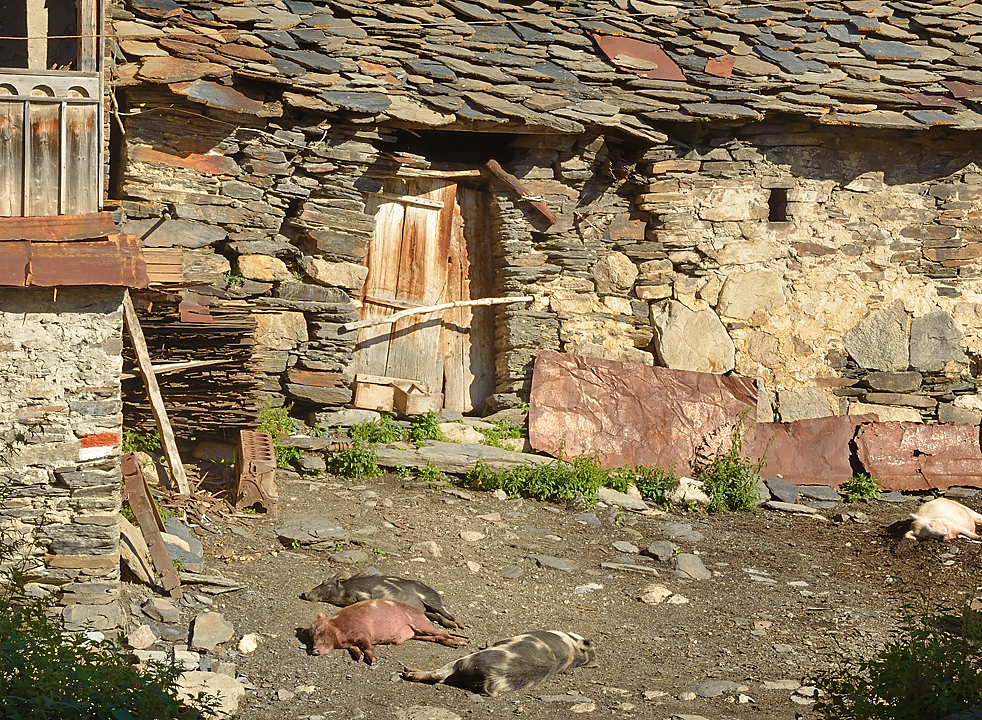 Georgie-J07--2011-08-10-21-BaladeUshguli.jpg - Un petit tour de Ushguli le matin avant de partir : la belle vie de cochon