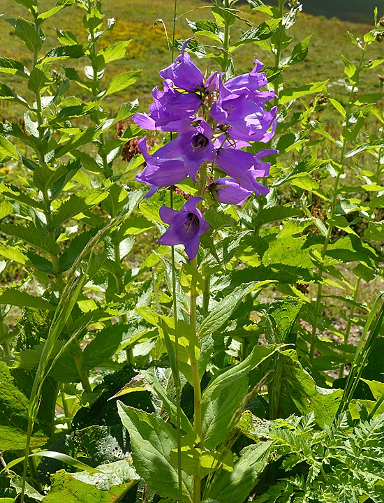 Georgie-J07--2011-08-10-51-Zagaro.jpg - De très belles campanules