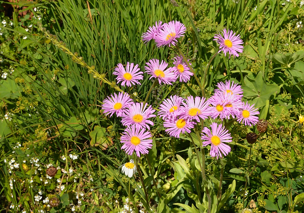 Georgie-J07--2011-08-10-53-Zagaro.jpg - Quelques asters