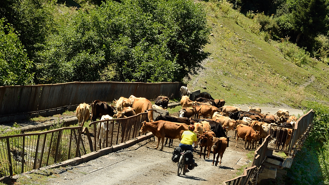 Georgie-J08--2011-08-11-10-ZagaroLentekhi.jpg - Bien plus loin (après notre folle course avec un convois de 4x4) : un pont gardé par les vaches
