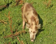 Georgie-J07--2011-08-10-14-BaladeUshguli
