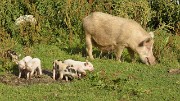 Georgie-J07--2011-08-10-16-BaladeUshguli