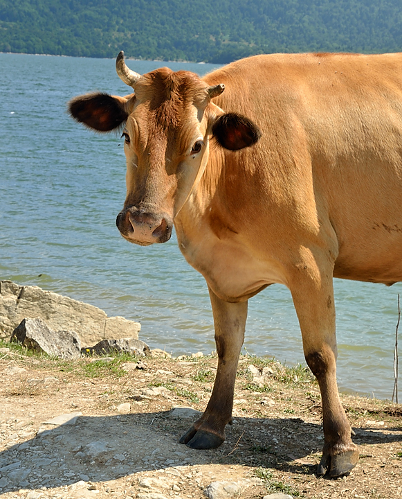 Georgie-J12--2011-08-15-22-AmbrolauKutaisi.jpg - Des vaches qui se baignent dans le lac Shaori