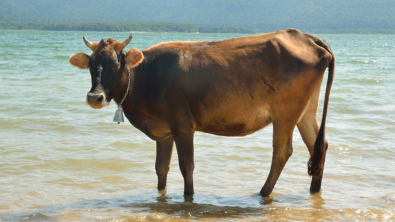 Georgie-J12--2011-08-15-23-AmbrolauKutaisi.jpg - Des vaches qui se baignent dans le lac Shaori