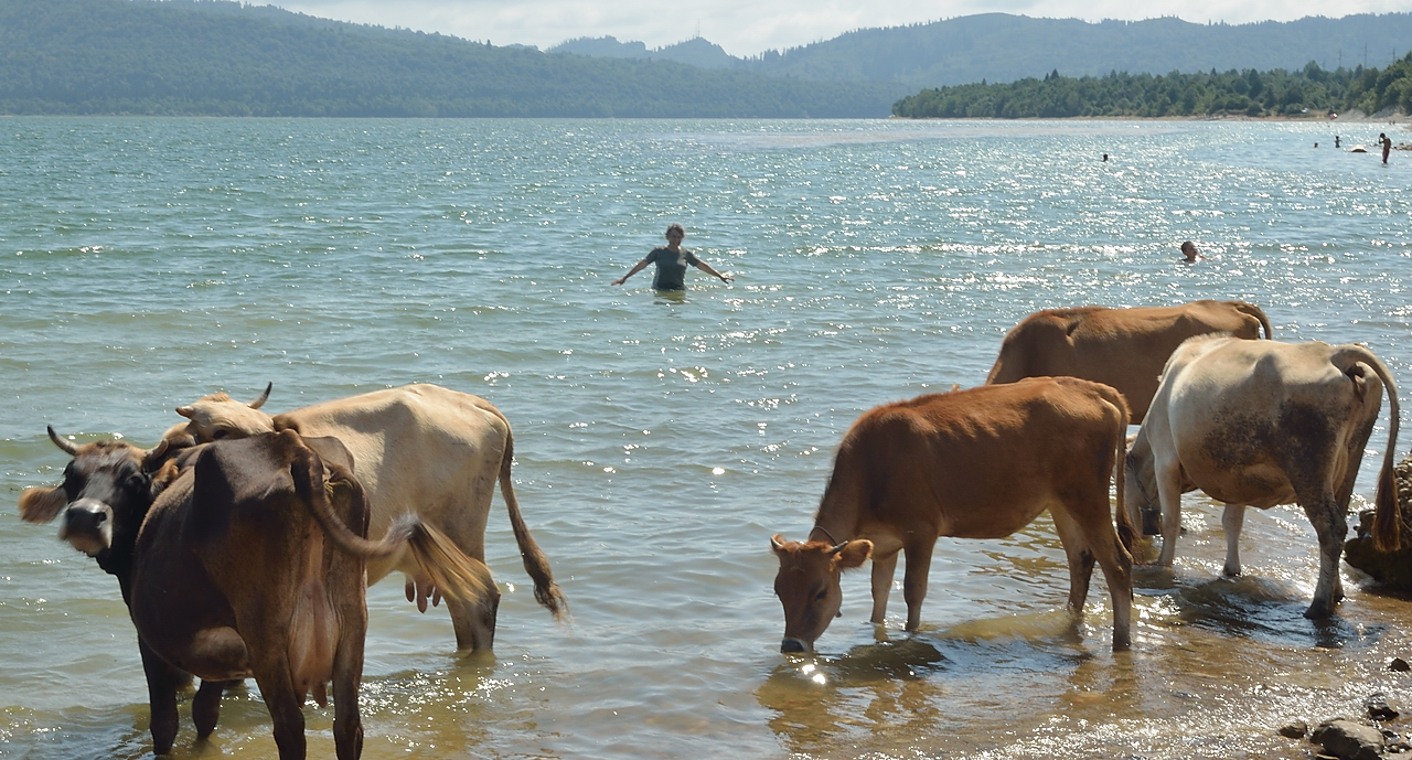 Georgie-J12--2011-08-15-26-AmbrolauKutaisi.jpg - Encore des vaches mais aussi Monique qui se baignent dans le lac Shaori