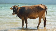 Georgie-J12--2011-08-15-23-AmbrolauKutaisi