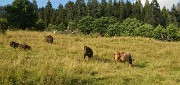 Georgie-J15--2011-08-18-29-BakurianiBorjomi