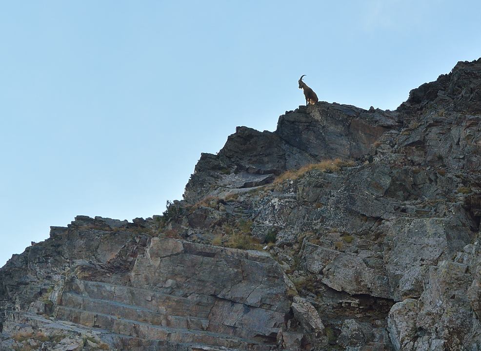 CroixBelledonne-110924-16-DSC_0156.jpg - Dans la descente de la Balmette il y a quelques chamois (trop loin pour la photo) et ce bouquetin en dussus de moi